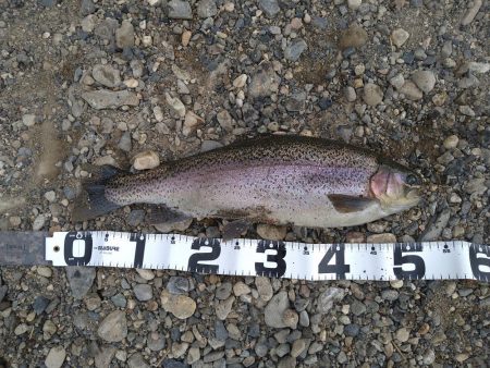 期間限定のデカニジマス